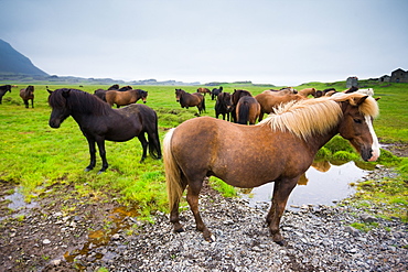 Icelandic horses, Iceland, Iceland