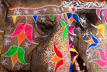 Elaborately adorned elephants during Holi, the Hindu festival of colours, in Jaipur, India. Images of peacocks and tigers on the foreheads, Jaipur, Rajasthan, India