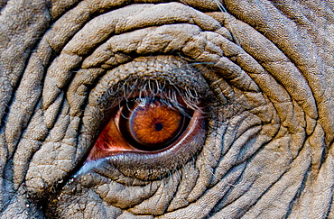 Elephant eye, Bandhavgarh National Park, India, Bandhavgarh National Park, India