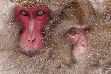 Japanese macaques, Honshu Island, Japan, Honshu Island, Japan