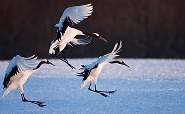 Japanese cranes, Hokkaido, Japan, Hokkaido, Japan