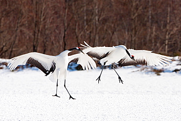 Japanese cranes, Hokkaido, Japan, Hokkaido, Japan