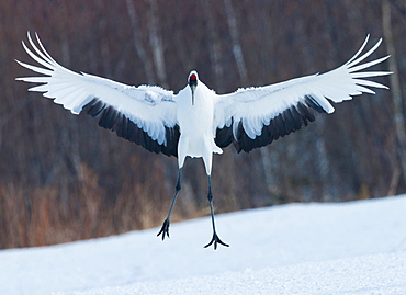 Japanese crane, Hokkaido, Japan, Hokkaido, Japan