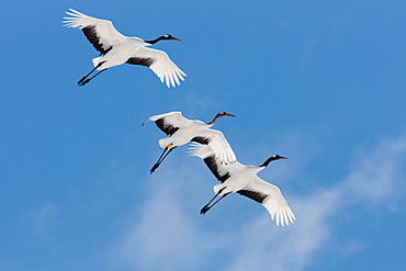 Japanese cranes, Hokkaido, Japan, Hokkaido, Japan