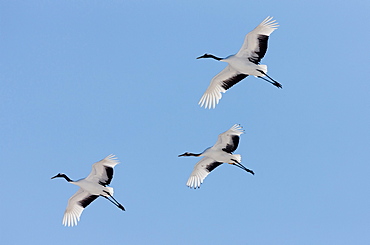 Japanese cranes, Hokkaido, Japan, Hokkaido, Japan