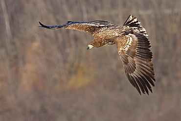 Common buzzard in flight, Hokkaido, Japan, Hokkaido, Japan