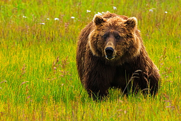 Brown bear, Lake Clark National Park, Alaska, USA, Lake Clark National Park, Alaska, USA