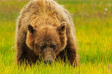 Brown bear, Lake Clark National Park, Alaska, USA, Lake Clark National Park, Alaska, USA