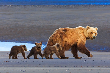 Brown bear sow and cubs, Lake Clark National Park, Alaska, USA, Lake Clark National Park, Alaska, USA