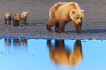 Brown bear sow and cubs, Lake Clark National Park, Alaska, USA, Lake Clark National Park, Alaska, USA