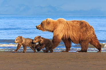 Brown bear sow and cubs, Lake Clark National Park, Alaska, USA, Lake Clark National Park, Alaska, USA