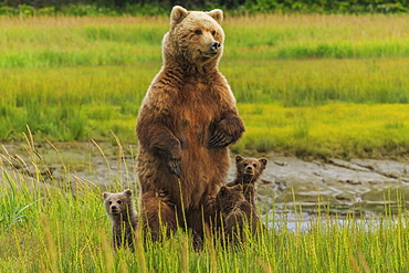 Brown bear sow and cubs, Lake Clark National Park, Alaska, USA, Lake Clark National Park, Alaska, USA