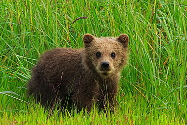 Brown bear cub, Lake Clark National Park, Alaska, USA, Lake Clark National Park, Alaska, USA