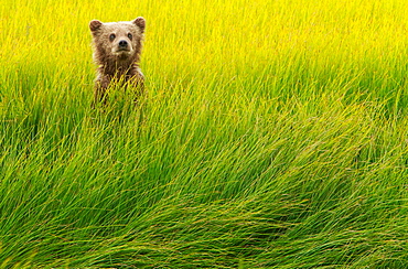 Brown bear cub, Lake Clark National Park, Alaska, USA, Lake Clark National Park, Alaska, USA