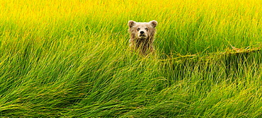 Brown bear cub, Lake Clark National Park, Alaska, USA, Lake Clark National Park, Alaska, USA