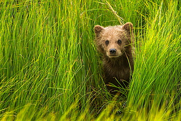 Brown bear cub, Lake Clark National Park, Alaska, USA, Lake Clark National Park, Alaska, USA