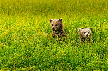 Brown bear cubs, Lake Clark National Park, Alaska, USA, Lake Clark National Park, Alaska, USA