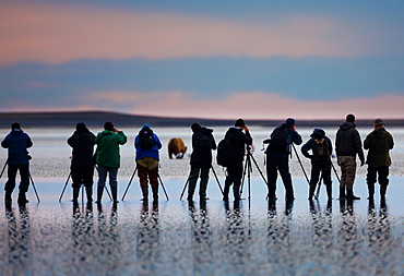 Photographers, brown bear, Lake Clark National Park, Alaska, USA, Ursus arctos, , Lake Clark National Park, Alaska, USA