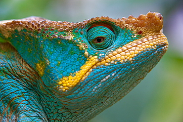 Parson's Chameleon, Calumma parsonii, Madagascar, Madagascar