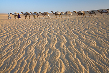 Camel train, a group of animals haltered and led by two people on the windswept sands of the Sahara desert in Mali, Sahara Desert, Mali