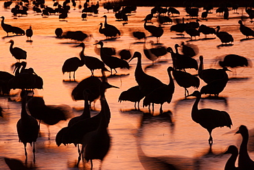 Sandhill cranes, Grus canadensis, Bosque del Apache National Wildlife Refuge, New Mexico, USA, Bosque del Apache National Wildlife Refuge, New Mexico, USA