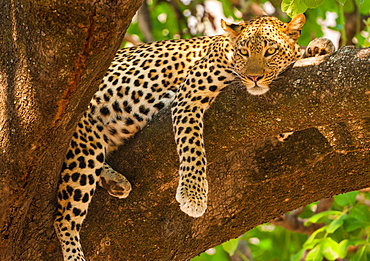 Leopard, Panthera pardus, Okavango Delta, Botswana, Okavango Delta, Botswana