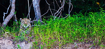 Jaguar, Panthera onca, Brazil, Brazil