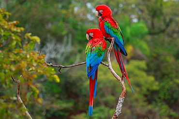 Red-and-green macaws, Ara chloroptera, Buraco das Araras, Brazil, Buraco das Araras, Brazil