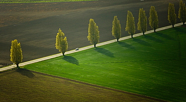 Poplar lined road, Skagit Valley, Washington, USA, Skagit Valley, Washington, USA