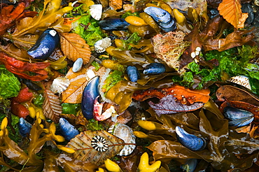 Mussels, seaweed and kelp alder leaves, San Juan Islands, Washington, USA, San Juan Islands, Washington, USA