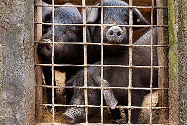 Livestock pigs, Yuanyang, China, Yuanyang, China