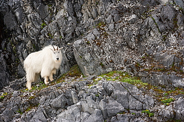 Mountain Goat, Glacier Bay National Park and Preserve, Alaska, USA, Glacier Bay National Park and Preserve, Alaska, USA