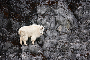 Mountain Goat, Glacier Bay National Park and Preserve, Alaska, USA, Glacier Bay National Park and Preserve, Alaska, USA