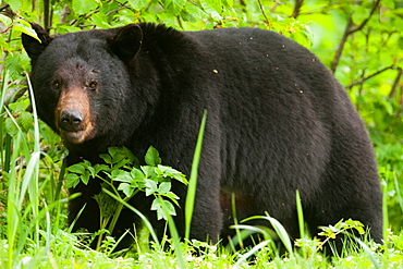 Black bear, Glacier National Park and Preserve, Alaska, USA, Glacier Bay National Park and Preserve, Alaska, USA