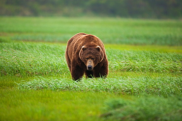 Brown bear, Katmai National Park, Alaska, USA