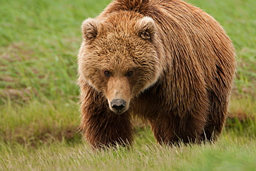 Brown bear, Katmai National Park, Alaska, USA