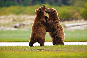 Brown bears, Katmai National Park, Alaska, USA