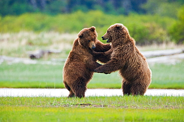 Brown bears, Katmai National Park, Alaska, USA