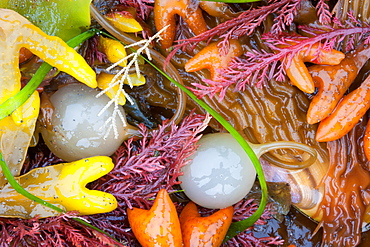 Seaweed, kelp, and sea shells on the coast of Alaska, Alaska, USA