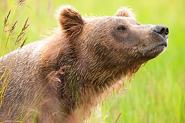 Brown bear, Katmai National Park, Alaska, USA