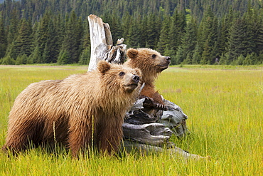 Brown bears, Lake Clark National Park, Alaska, USA, Lake Clark National Park, Alaska, USA