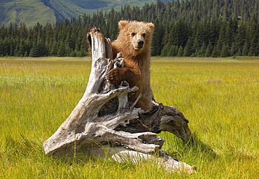 Brown bear, Lake Clark National Park, Alaska, USA, Lake Clark National Park, Alaska, USA