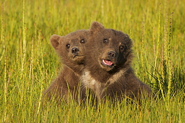 Brown bear cubs, Lake Clark National Park, Alaska, USA, Lake Clark National Park, Alaska, USA