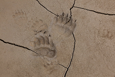 Brown bear tracks, Lake Clark National Park, Alaska, USA, Lake Clark National Park, Alaska, USA