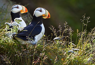 Horned puffins, Lake Clark National Park, Alaska, USA, Lake Clark National Park, Alaska, USA