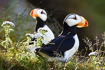 Horned puffins, Lake Clark National Park, Alaska, USA, Lake Clark National Park, Alaska, USA