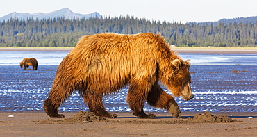 Brown bears, Lake Clark National Park, Alaska, USA, Lake Clark National Park, Alaska, USA