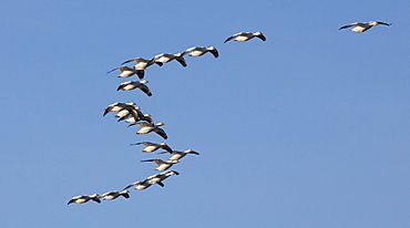 Snow geese in flight, Skagit Valley, Washington, USA, Skagit Valley, Washington, USA