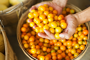 A farm growing and selling organic vegetables and fruit. A man holding a bowl of basket of freshly picked tomatoes, Hurley, New York, USA