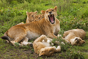 Lion and cubs resting and relaxing in the Serengeti National Park, Tanzania, Serengeti National Park, Tanzania